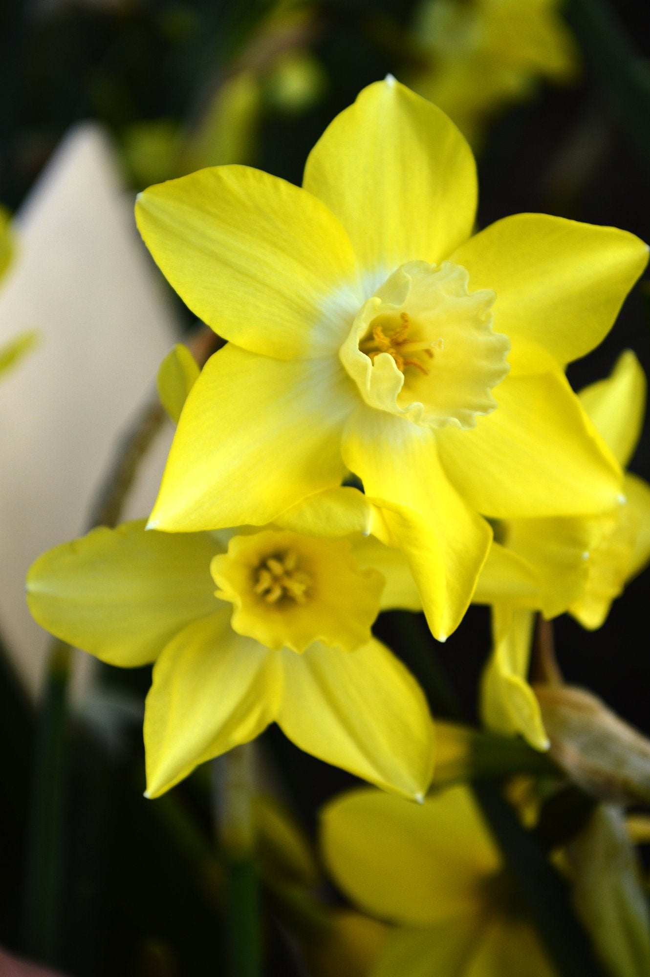 Mini Daffodil Pipit
