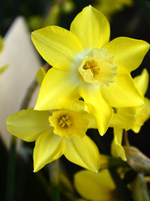 Mini Daffodil Pipit