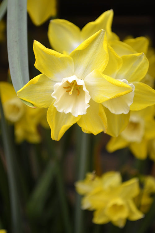 Buy Mini Daffodil Bulbs Pipit shipping to the UK