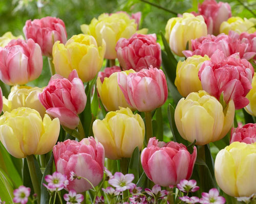 Spring Tulip Bulb Mix - UK delivery