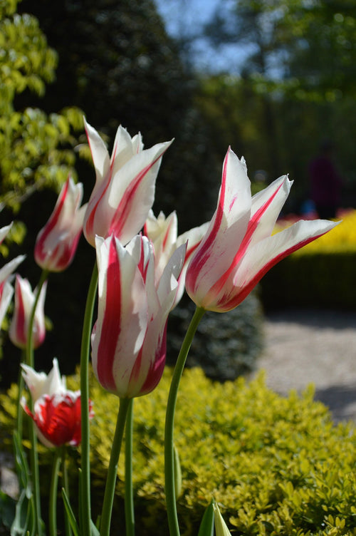 Buy Tulip Bulbs from Holland - Tulip Marilyn
