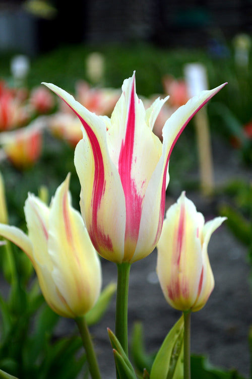 Tulip Flower Bulbs Marilyn