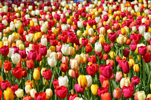 Single Late Tulip Bulbs from Holland - UK Delivery