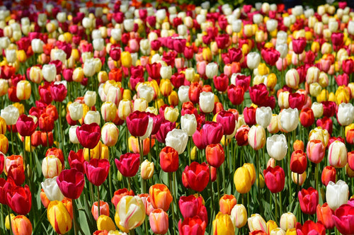 Single Late Tulip Bulbs Mixture