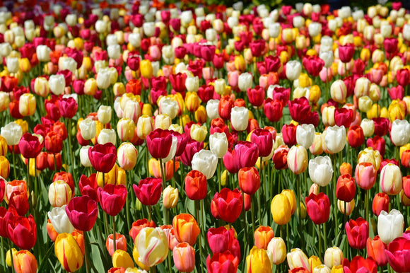 Single Late Tulip Bulbs Mixture
