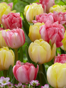 Tulip Easter Joy Collection