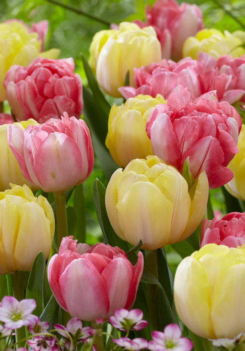 Spring Tulip Bulb Mix - UK delivery