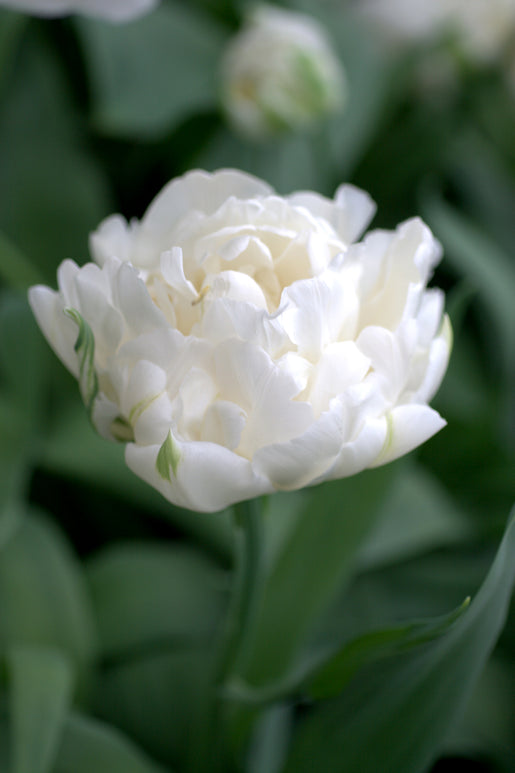 Double White Tulip Bulbs Mondial - UK Delivery