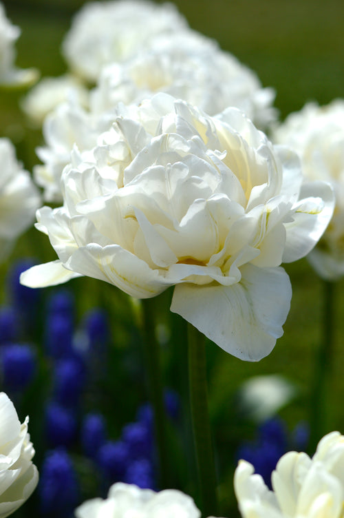 Double Peony White Tulip Bulbs Mondial - UK Delivery
