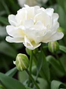 Tulip Mondial