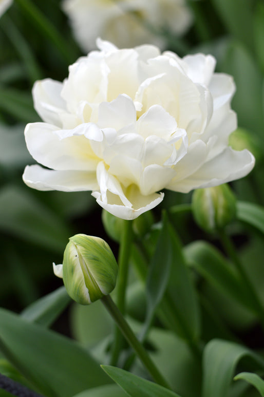 Double White Tulip Bulbs Mondial - UK Delivery