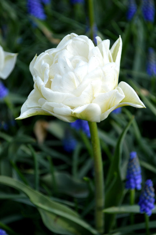 Tulip Bulbs Mondial