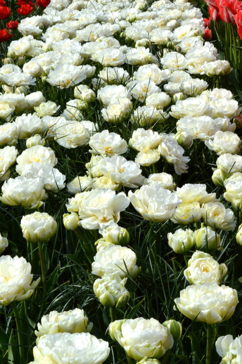 Double Tulip Bulbs Mondial - UK Delivery