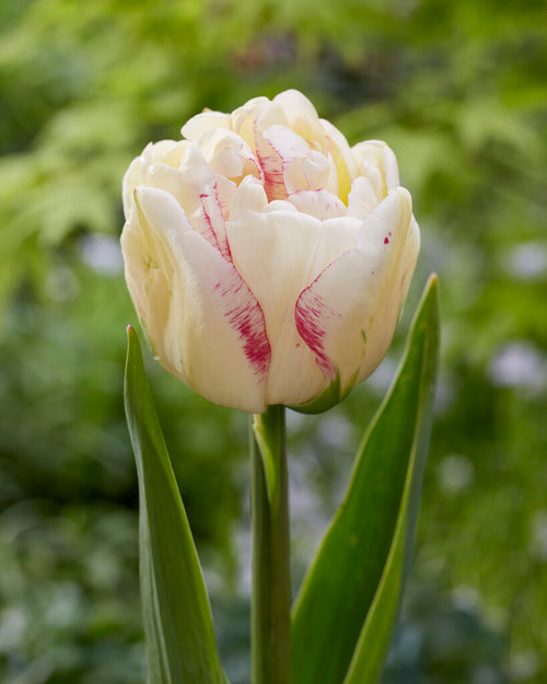 Tulip Double Shake, Creamy, pink and purple peony double tulip flowers by DutchGrown. 