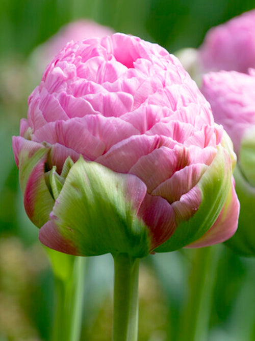 Tulip Strawberry Cream Bulbs