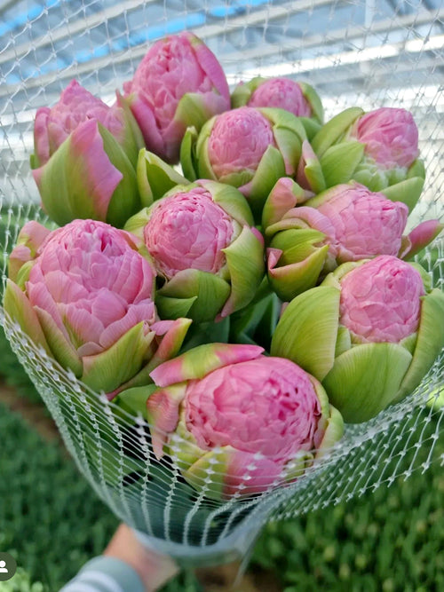 Tulip Strawberry Cream - Autumn Shipping