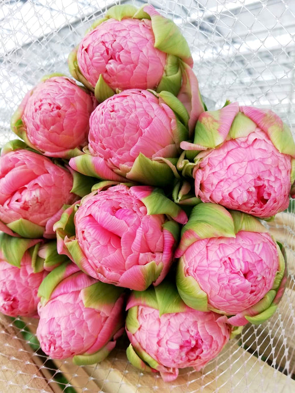 Tulip Strawberry Cream Bulbs - Pink, peony Tulip