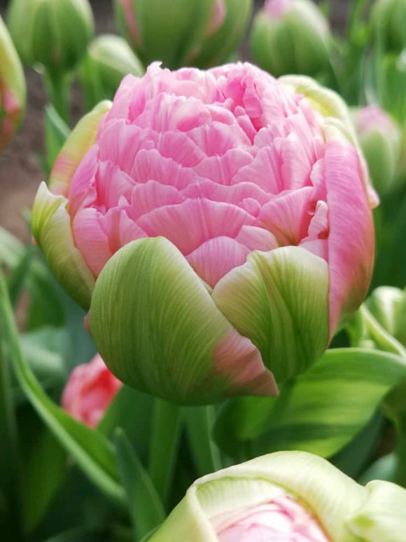 Tulip Strawberry Cream - DutchGrown
