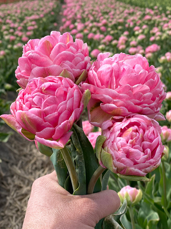 Tulip Strawberry Cream Flower Bulbs
