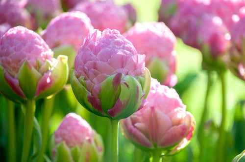 Tulip Strawberry Cream - Pink Tulip Bulbs