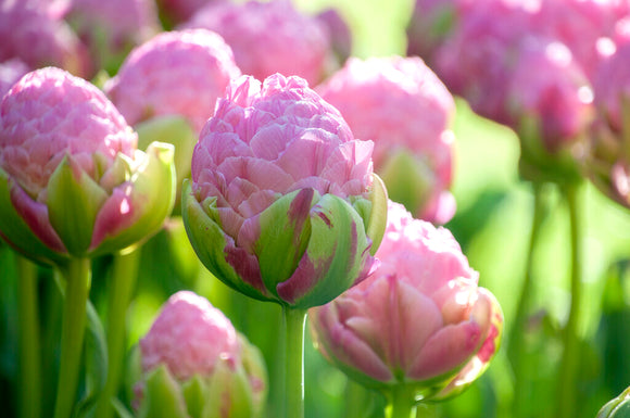 Tulip Strawberry Cream - Pink Tulip Bulbs