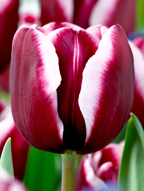 Tulip Tiramisu Bulbs