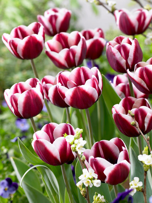 Buy Tulip Tiramisu Bulbs