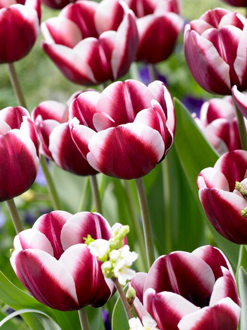 Tulip Tiramisu Bulbs - UK Shipping