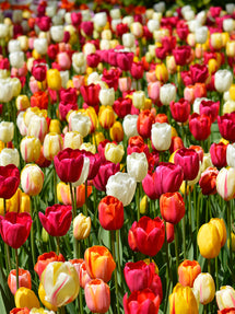 Tulip Tutti Frutti Collection
